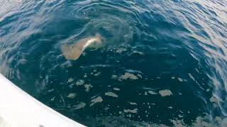 I was wrong about it being a shark or Goliath Grouper fishing gulfofmexico [upl. by Bathelda291]