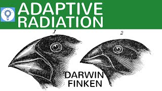 Adaptive Radiation  die Darwin Finken einfach erklärt  Evolution 17 [upl. by Naejamron875]