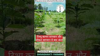 सागवान की खेती farming organicfarmar treefarming agriculture tissueculture [upl. by Jamel]