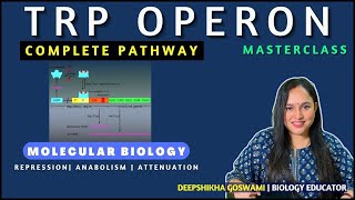 Tryptophan OperonTrp OperonMolecular BiologyEASY EXPLANATION  AttenuationRepression Masterclass [upl. by Mccurdy]