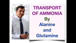 Transport of Ammonia by Alanine and Glutamine [upl. by Happy]