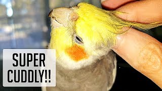 Super cuddly cockatiel makes cute chirping quotcricketquot sounds while being pet [upl. by Koerlin42]