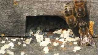 Honey Bee Hive Cleaning Survivor Bees Hygienic Varroa Disease Resistant [upl. by Jolene]