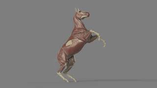 3D CG Horse Muscle Animation 06 [upl. by Navac]