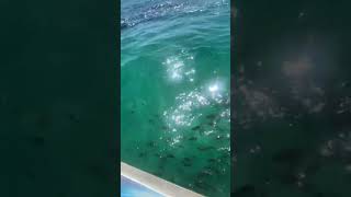 Fish feeding at Tangalooma Wrecks fishfeeding tangaloomawrecks moretonbay moretonisland [upl. by Ransell]