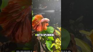 Male Betta Splendens Siamese Fighting Fish [upl. by Leschen]