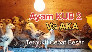 Ayam KUB 2 VS AKA mana yg Cepat Besar [upl. by Adniroc287]