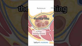 Kidney Location Do Your Kidneys Touch Your Intestines 🤔 nclexrn nclexstudyguide [upl. by Rochell]