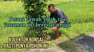 Dapat bahan bonsai istimewah di pinggir sawah [upl. by Rumery]