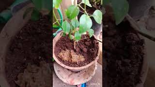 How to use vegetable waste peels for plant 🌿🌱🌿shorts trending viral subscribe👍 [upl. by Ermine]