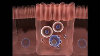 O ciclo de vida do Toxoplasma gondii  Parte 01 [upl. by Nairad304]