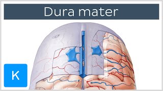 Dura mater  Function Location amp Layers  Neuroanatomy  Kenhub [upl. by Donia]