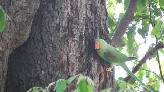 Alexandrine Parakeet Psittacula eupatria [upl. by Nonnel]