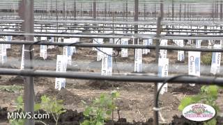 Replanting a large vineyard in the Napa Valley I Michael J Neal Viticultural Services [upl. by Ivgnout]