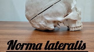 Norma lateralis skull anatomy [upl. by Odracir]