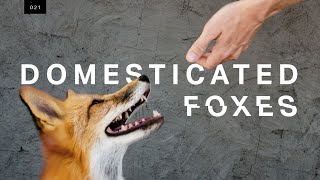 We met the world’s first domesticated foxes [upl. by Suirradal]