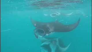 Travelers Witness Mesmerizing View of Manta Rays  1488595 [upl. by Renick]