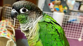 Green Cheek Conure Talking amp Sounds  Talking Parrot [upl. by Koo]