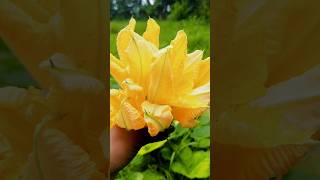 Today I plucked out pumpkin flower from my farm  shorts farming minivlog [upl. by Nnaeirelav298]