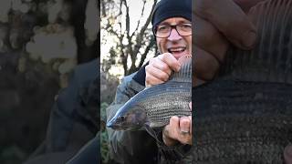 Have you fished for grayling yet this winter grayling riverfishing coarsefishing [upl. by Files886]