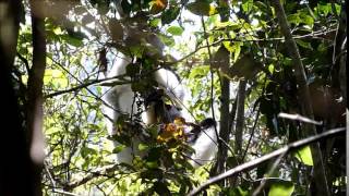 Call of the Indri Singing Lemurs [upl. by Doti251]