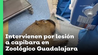 Intervienen por lesión a capibara en Zoológico Guadalajara  Jalisco Noticias [upl. by Isiahi168]