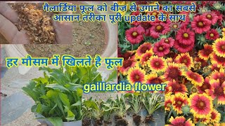 गैलार्डिया फूल का पौधा बीज से कैसे उगायेHow to grow gaillardia flower plant from seed with update [upl. by Eisteb839]