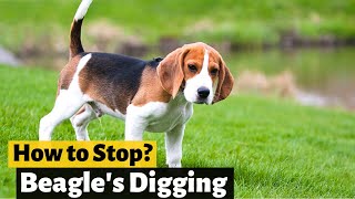 How to Completely Stop Beagles Digging Behavior [upl. by Naryk196]