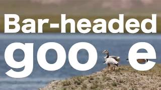 How Does The BarHeaded Goose Fly In High Altitude [upl. by Drice]