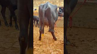 Biggest udder 16 लिटर दुध तैयार बिक्री के लिए उपलब्ध राज डेयरी फार्म में [upl. by Miza721]