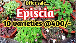 Episcia combo 10 varieties 400 Watsapp 8078209295 [upl. by Tteirrah]