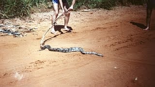 Chitãozinho e Xororó  CAIPIRA BICHO DO MATO [upl. by Dranyer]