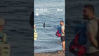 Un requin aperçu au bord d’une plage en Espagne [upl. by Pulsifer]