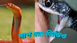 সাপ ধরা ভিডিও। How to catch snake [upl. by Poole]