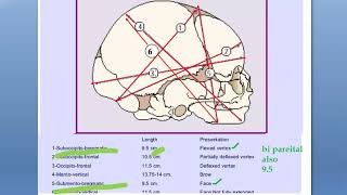 Obstetrics 118 Fetal Skull Diameters measurements [upl. by Ysus]