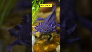 Axolotls  The Fascinating Creatures of Xochimilco shorts trending Axolotls MexicanSalamanders [upl. by Ecilahc]