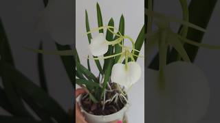 🌸 Brassavola Nodosa  Easiest to Grow Cattleya Species [upl. by Greeson]