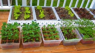 How to start a Container Garden from Seed Easy STEP by STEP grow vegetables plant organic [upl. by Aneerahs]