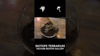 테라리움만들면서 힐링하기 terrarium [upl. by Harol]