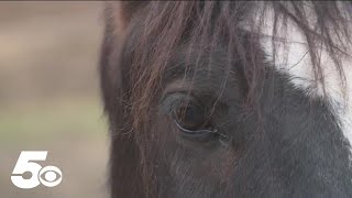 Positive case of Eastern Equine Encephalomyelitis confirmed in Arkansas [upl. by Tolley]