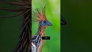 Hoatzin Bird Unveiling its Fascinating Secrets facts Hoatzin [upl. by Jannery]