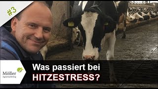 Tierarzt erklärt Darum sinkt bei Hitzestress die Milchleistung der Milchkühe Teil 3 von 11 [upl. by Sheley387]