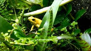 Phyllobates Terribilis calling [upl. by Palecek594]