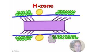 Troponin Tropomyosin and Calcium [upl. by Eniluqaj]