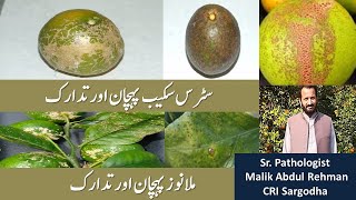 Citrus Scab and Citrus melanose identification and control by Abdul Rehman CRI sarghoda [upl. by Sandon]