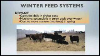 WBDC  Winter Feeding Beef Cows on Pasturemov [upl. by Atel527]