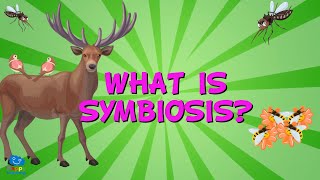 WHAT IS SYMBIOSIS  Educational Videos for Kids [upl. by Tavis51]