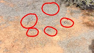 I Accidentally Crawled Over A Nest Of Snakes Small Brown Snakes [upl. by Tracee]