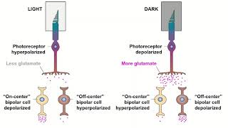 Receptive Fields and ONOFF Center Bipolar Cells [upl. by Lanctot]