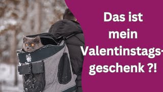 Katzen Valentinstag und Tabletteneinnahme [upl. by Ellebana271]